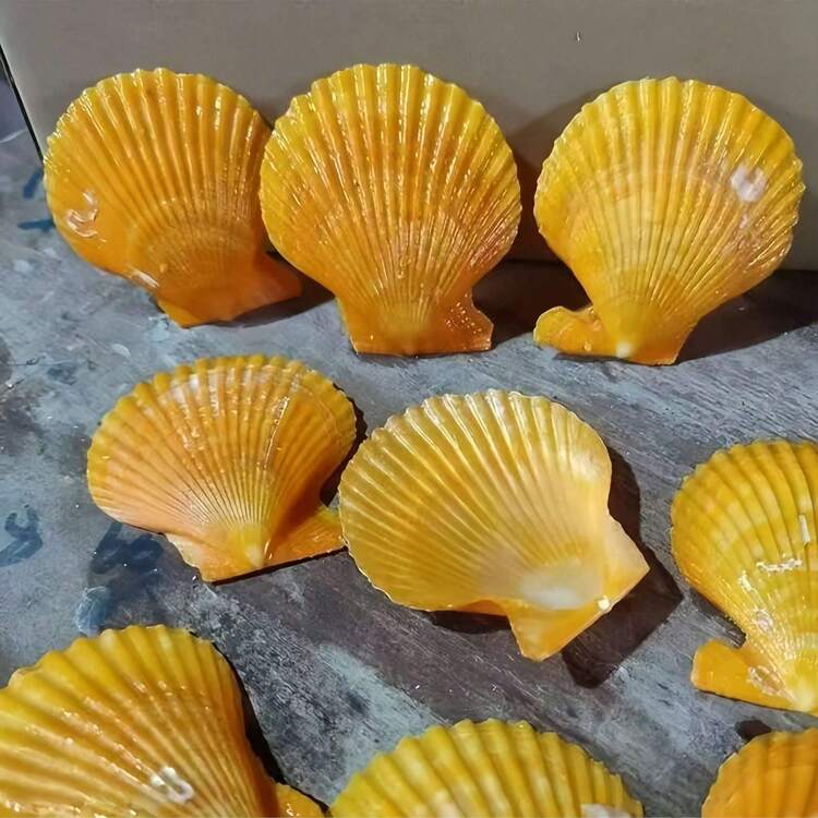 50g/100g Conchas de vieira naturales de color naranja amarillo, conchas de vieira de mar natural para manualidades, pintura, joyería, hornear, conchas blancas de playa, utilizadas para decoración del hogar DIY, acuario y decoración del paisaje del tanque de peces - combinación - Añade 5