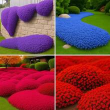 Tacogue Mixed Color Climbing Rosemary Ground Cover Plant, Exotic Fragrance And Easy Care, Drought Resistance And Sun Resistance, Outdoor Garden Lawn Climbing Decoration - 477 件 - 查看 1