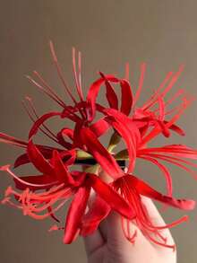 1件女士优雅波西米亚风宇宙花发夹，甜美仿真花朵侧边发饰，散发复古气息，适合拍照 - 紅色 - 查看 3