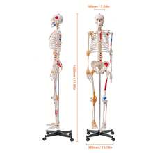 Menschliches Skelett Modell für Anatomie, 182 cm Lebensgröße, Genaues PVC Anatomie Skelett Modell mit Bändern, Beweglichen Armen, Beinen & Kiefer, mit Muskelursprung & Insertionspunkten - 1-teilig, 180 cm - Übersicht 10