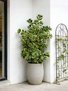 Kmitang Cây sung nhân tạo cao 76cm/115cm, cây nhiệt đới sống động như thật, cành bằng nhựa cao su, lá màu xanh hình trái tim, cây sung cao, thích hợp trang trí trong nhà/ngoài trời, không bao gồm chậu, 1 cây, quà tặng Ngày Valentine, Sinh nhật, Tốt nghiệp. - Màu vàng - Xem 1