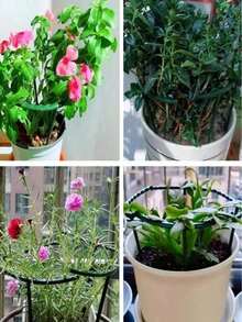 1/4件組 塑膠半圓形花盆籠架，綠色植物籠與支撐架，花園花架，盆栽架，適用於攀緣植物，防落葉保護，支撐桿，用於支撐小型盆栽植物、花卉、蔬菜、室內植物 - A - 查看 6