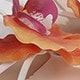 橙紫色