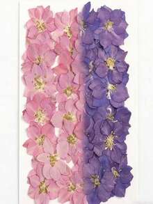 干花压制美甲化妆材料 - 蝴蝶花 - 天然植物压制标本胶水手工工艺材料 - 均碼 - 查看 8