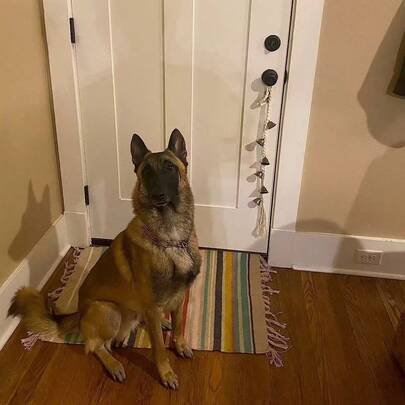 Đồ chơi thắt nút hình chuông kiểu cổ điển cho thú cưng, đồ chơi nhai tương tác dành cho mèo và chó.