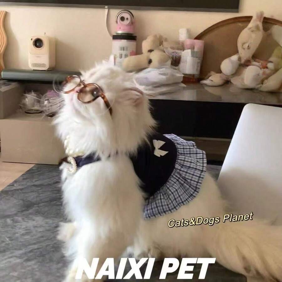 春季/服装，贵宾犬和小型猫咪图案吊带裙，学院风，防掉毛，比熊犬 - 藍色 - 查看 1