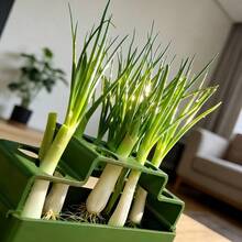 1个葱移植盆，水培可重复使用种植器，可反复采收，简易家用无土种植盒 - A - 查看 5