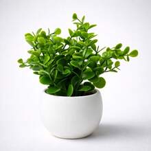Kit Of 2 Arrangements: 2 Round White Vases + 2 Premium Artificial Eucalyptus Branches - Minimalist Decoration - màu xanh lá - Xem 3