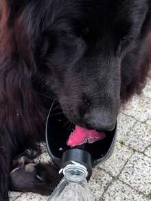 旅行户外宠物水瓶碗，紧凑可折叠防漏宠物饮水器 - 彩色 - 查看 7