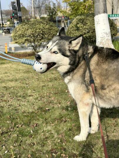 1 pieza Juguete de cuerda para perros, naranja y azul claro, cuerda trenzada de ETPU, resistente a masticar, ayuda a aliviar el aburrimiento y mejorar la interacción entre el dueño y el perro, adecuado para todas las razas de perros, juguete de entrenamiento y dentición