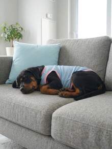 Dog Tank Top, Dog Vest, Soft & Breathable Pet Summer T-Shirt, Stretchy Sleeveless Athletic Tank Top Clothing For Running Walking, Dog Apparel For Small Medium And Large Breed - Blue With Pink - Multicolor - View 10