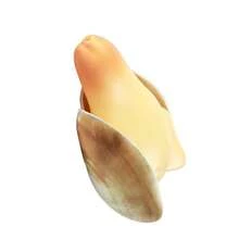 1pc New Realistic Abalone Water Gun, Squirt Toy For Summer Outdoor Water Play, Interactive Gadget For Family, Friends, Birthday Gift, Pool & Beach Party Accessory - Multicolor - View 7