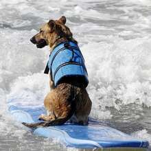 1 pieza Chaleco salvavidas para mascotas, ropa de natación para perros, adecuado para perros pequeños y medianos, atuendo de verano - Multicolor - Ver 5