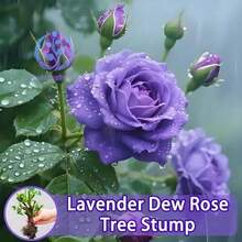 300  Royal Lavender Live Rose Plant - Rich Purple Flowers, Wedding Arches And Luxury Landscapes - 300 - 查看 5
