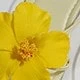 全黃色