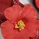 全紅色