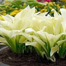 White Feather Hosta Plant  For Home Garden Planting - 預設 - 查看 4