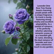 300  Royal Lavender Live Rose Plant - Rich Purple Flowers, Wedding Arches And Luxury Landscapes - 300 - 查看 6