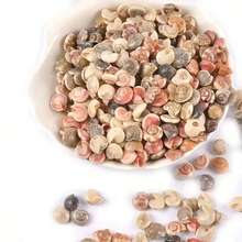 100pcs Mini Spiral Shell Pendants, Handmade Beach Shell Decorations, Suitable For DIY Resin Mold Filler, Party Favors, Holiday Gifts - Multicolor - View 6