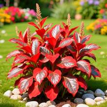 Easy To Grow Hosta , Perennial Hosta | Beautiful And Charming Flowers For Indoor And Outdoor Home Gardens - 200 - Xem 5