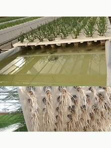 10 piezas Juego de cestas de cultivo hidropónico (incluye 10 cestas de cultivo + 10 insertos de esponja) | Fijación de semillas para evitar el flotamiento, transparente para observar fácilmente las raíces, adecuado para sistema de cultivo hidropónico en balcón/invernadero - A - Ver 8