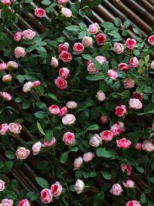 1pc 1.8m/5.9ft Long Artificial Rose Vine, Augsburg Tea Bag Flower Vine. Suitable For Home Decor, Wedding Party Decor, Garden And Yard Fence Decor - Multicolor - View 10