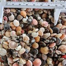 100pcs Mini Spiral Shell Pendants, Handmade Beach Shell Decorations, Suitable For DIY Resin Mold Filler, Party Favors, Holiday Gifts - Multicolor - View 2