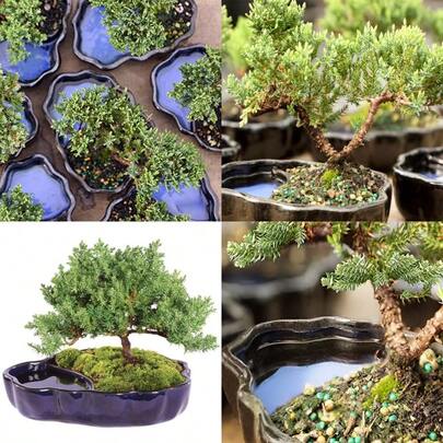 Live Green Mound Juniper Outdoor Bonsai Tree In Zen Reflections Pot-3 Years Old 6" To 8" Tall-Not Sold In California