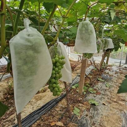 50pcs White Mesh Fruit Protection Bag- Durable PP/TPE Non-Woven Fabric Covered For Insect And Bird Protection- Perfect For Vineyard And Home Garden Planting, Plant Protection Cover