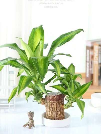 Brazilian Lucky Wood Hydroponic Plant With Sprouts, Groot Figurine, Easy-Care Indoor Desktop Potted Plant