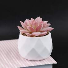 Artificial Succulent Potted Plant, Small Fake Pink Flower, Suitable For Living Room, Bedroom, Office Desk, Bookshelf, Bathroom Decor - Pink Succulent - View 14