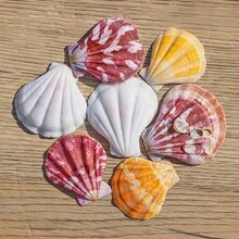 10g/300g natürliche Jakobsmuscheln, weiße Strandmuscheln für DIY Heimdekoration, Aquarium und Fischteich Landschaftsgestaltung - A - Übersicht 2