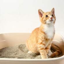 天然无香型钠基膨润土猫砂，强结团，优质低尘，超值装 8.82 磅（4 公斤/袋） - 公斤 - 查看 3