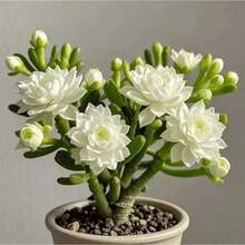 Succulent  Four Season Sowing Special Plants Everblooming Home Garden Bonsai Cold Resistant And Heat-Resistant - 50pcs.e.e.ds - View 4