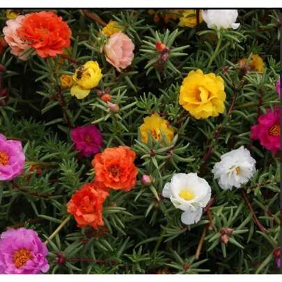 200 Mixed Moss Rose…