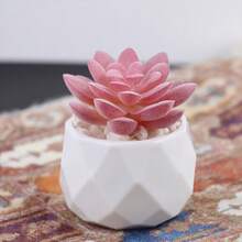 Artificial Succulent Potted Plant, Small Fake Pink Flower, Suitable For Living Room, Bedroom, Office Desk, Bookshelf, Bathroom Decor - Pink Succulent - View 4