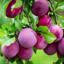 150+ Plum Fruit Tree For Planting Outdoor- Non-GMO Heirloom Growing Your Own Delicious Fruit In Garden - 150 - 查看 5