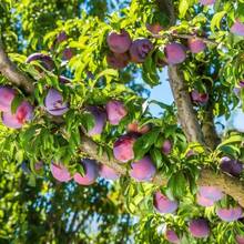 150+ Plum Fruit Tree For Planting Outdoor- Non-GMO Heirloom Growing Your Own Delicious Fruit In Garden - 150 - 查看 3