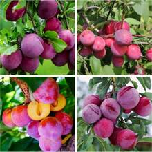 150+ Plum Fruit Tree For Planting Outdoor- Non-GMO Heirloom Growing Your Own Delicious Fruit In Garden - 150 - 查看 2