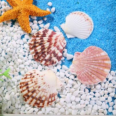 5/30 stuks natuurlijke sint-jakobsschelpen, witte strandschelpen, geschikt voor doe-het-zelf huisdecoratie, aquarium- en vissenkombeplanting.