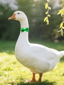 1/2/5pcs Poultry Bow Tie, Elegant Gentleman Farm Poultry Outfit, Perfect For Chickens, Ducks, Geese, Rainbow Color Bow Tie, Adjustable Size - Modular - View 4