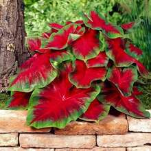 2 Florida Cardinal Caladium Bulbs For Planting - Great In Garden Or Container, Patio Plant, Gift For Plant Or Nature Lover - 2 bóng đèn - Xem 2