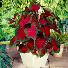 2 Florida Cardinal Caladium Bulbs For Planting - Great In Garden Or Container, Patio Plant, Gift For Plant Or Nature Lover - 2 bóng đèn - Xem 4