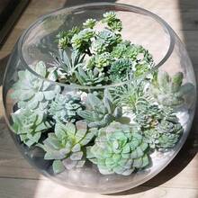 11件套仿真植绒多肉植物套装，高品质多肉植物空气草组合，DIY手工材料包，家居装饰微景观配件，办公桌迷你绿色植物摆件，可搭配花盆，适合懒散的园艺爱好者和手工达人 - 綠色 - 查看 4