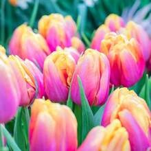 10 Pink Passion Tulip Bulbs For Planting - Easy To Grow - Tulip Bulbs Zones 3-8 - Gift For Lover, Or Grow Yourself - Perennial Flowers - 10 bóng đèn - Xem 2