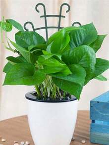 1 cái giá đỡ cây leo, giá đỡ cây trồng trong chậu, giá đỡ cây leo và giá đỡ cây xếp chồng, giá đỡ hoa chậu, giá đỡ hoa lan, hoa hồng, giá đỡ cây nhân tạo bằng nhựa. - Nhiều mẫu - Xem 5