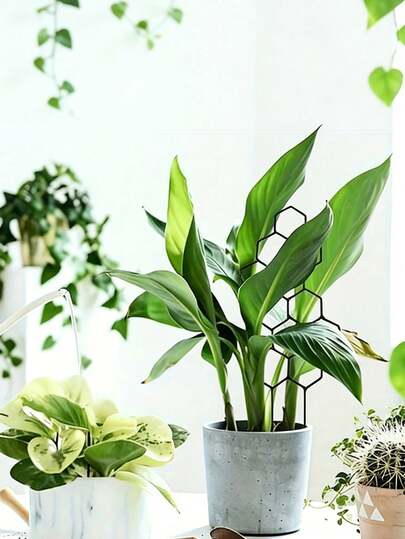 Cọc đỡ cây bằng nhựa, thích hợp để tạo hình cho cây, dùng làm giá đỡ cây trong nhà và ngoài trời, vật liệu hỗ trợ cây , thích hợp cho cà chua trồng trong chậu, mẫu đơn, hoa huệ, hoa hồng và các loại cây, hoa, rau khác.