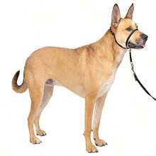 Gentle Leader Head Collar - Helps Improve Walking - Durable Nylon Construction - Padded Nose Loop - Adjustable Fit - Comfortable Walk-In Neck - Black - View 11