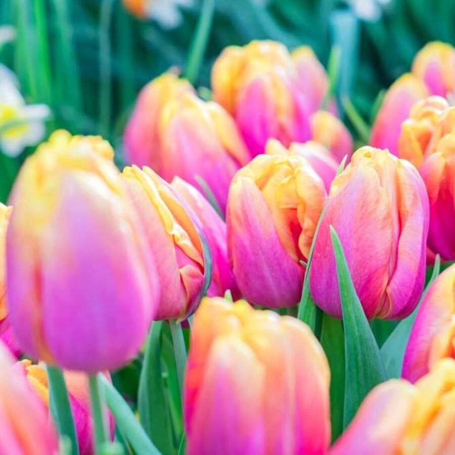 10 Pink Passion Tulip Bulbs For Planting - Easy To Grow - Tulip Bulbs Zones 3-8 - Gift For Lover, Or Grow Yourself - Perennial Flowers - 10 bóng đèn - Xem 1
