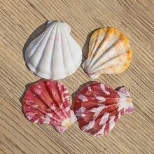 10g/300g natürliche Jakobsmuscheln, weiße Strandmuscheln für DIY Heimdekoration, Aquarium und Fischteich Landschaftsgestaltung - A - Übersicht 3